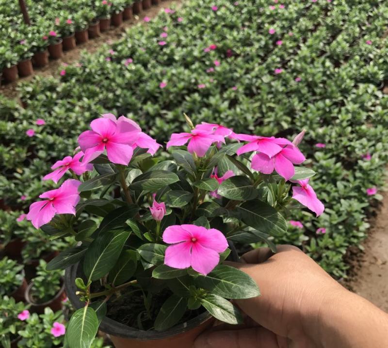 长春花盆栽天天开带花苞观花植物五叶梅庭院客厅盆栽花卉