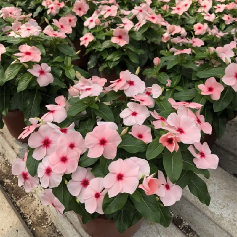 长春花盆栽天天开带花苞观花植物五叶梅庭院客厅盆栽花卉