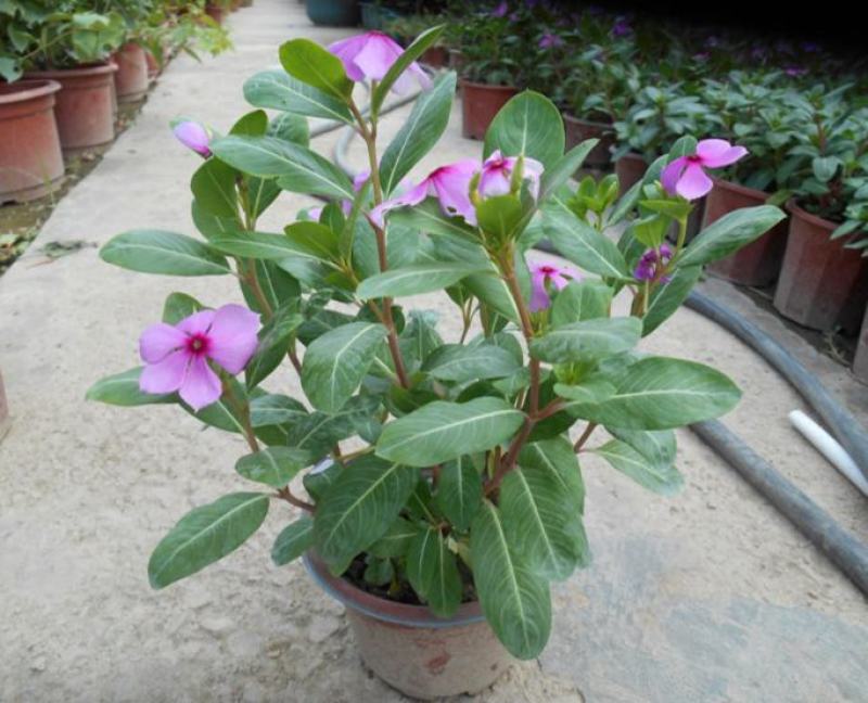 长春花盆栽天天开带花苞观花植物五叶梅庭院客厅盆栽花卉