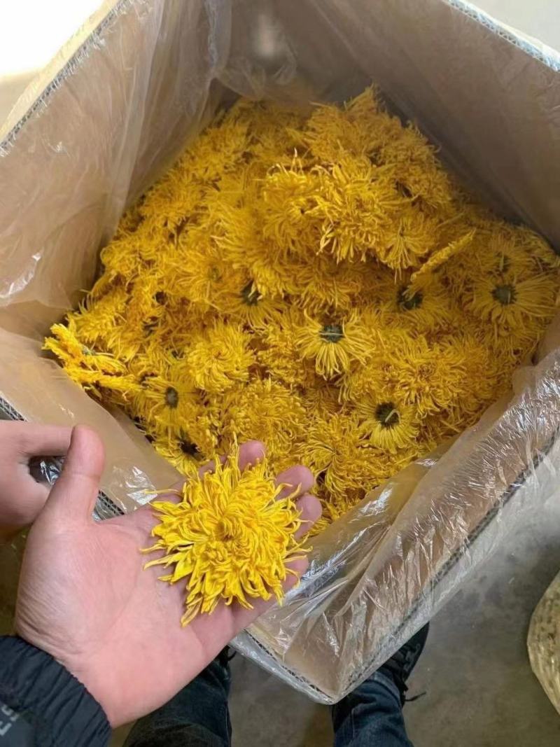 黄山金丝皇菊一朵一杯菊花茶独立袋装贡菊批发各等级金丝皇菊