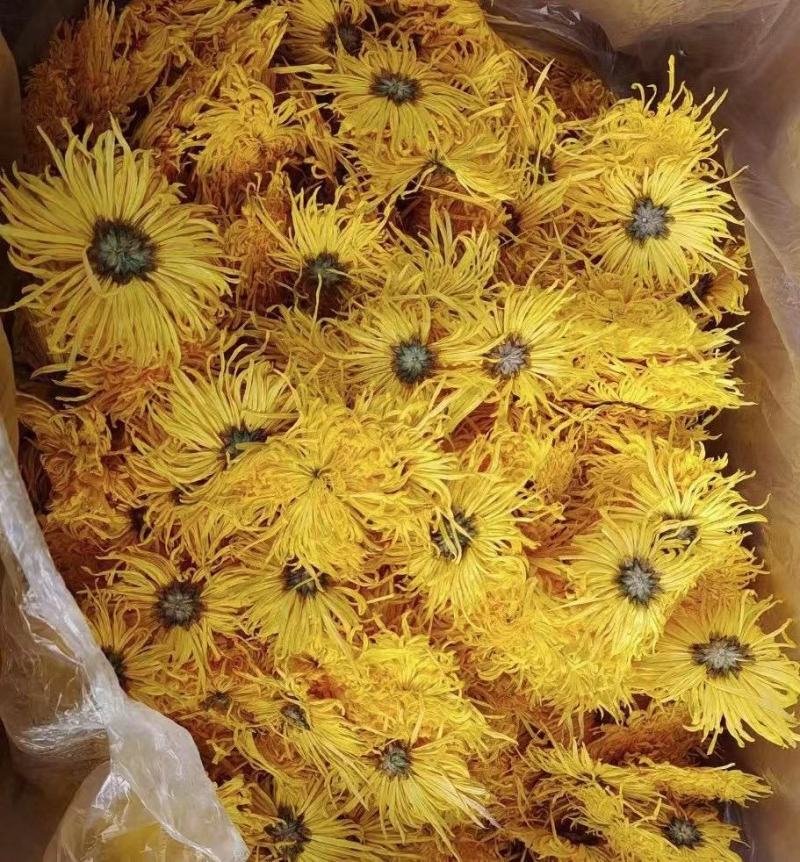 黄山金丝皇菊一朵一杯菊花茶独立袋装贡菊批发各等级金丝皇菊