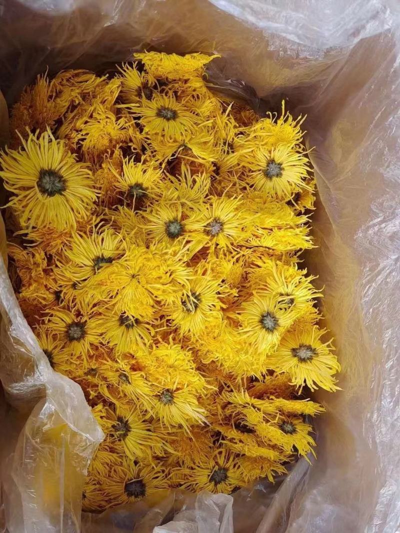黄山金丝皇菊一朵一杯菊花茶独立袋装贡菊批发各等级金丝皇菊