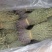 广本地独脚金A货特级青绿8到15公分左右，全部批发，细脚
