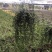 百万心吊兰植物常青盆栽室内阳台植物耐阴垂吊植物串钱藤