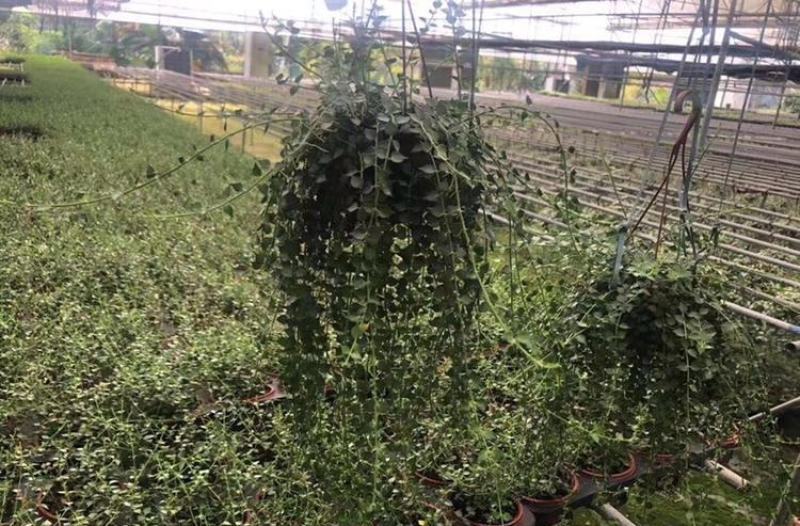 百万心吊兰植物常青盆栽室内阳台植物耐阴垂吊植物串钱藤