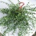 百万心吊兰植物常青盆栽室内阳台植物耐阴垂吊植物串钱藤