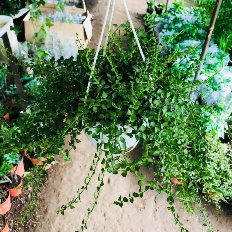 百万心吊兰植物常青盆栽室内阳台植物耐阴垂吊植物串钱藤