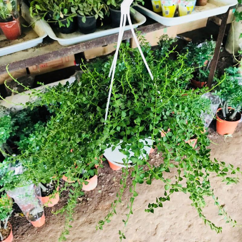 百万心吊兰植物常青盆栽室内阳台植物耐阴垂吊植物串钱藤
