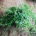 百万心吊兰植物常青盆栽室内阳台植物耐阴垂吊植物串钱藤