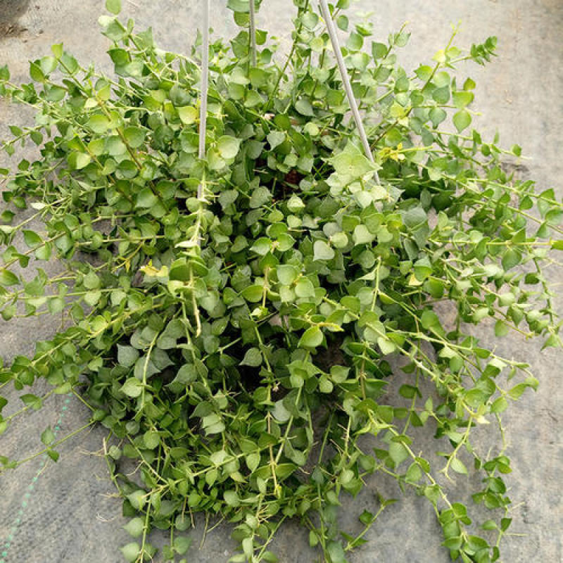 百万心吊兰植物常青盆栽室内阳台植物耐阴垂吊植物串钱藤