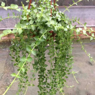 百万心吊兰植物常青盆栽室内阳台植物耐阴垂吊植物串钱藤