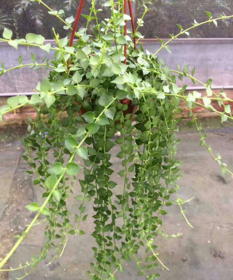 百万心吊兰植物常青盆栽室内阳台植物耐阴垂吊植物串钱藤