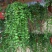 百万心吊兰植物常青盆栽室内阳台植物耐阴垂吊植物串钱藤