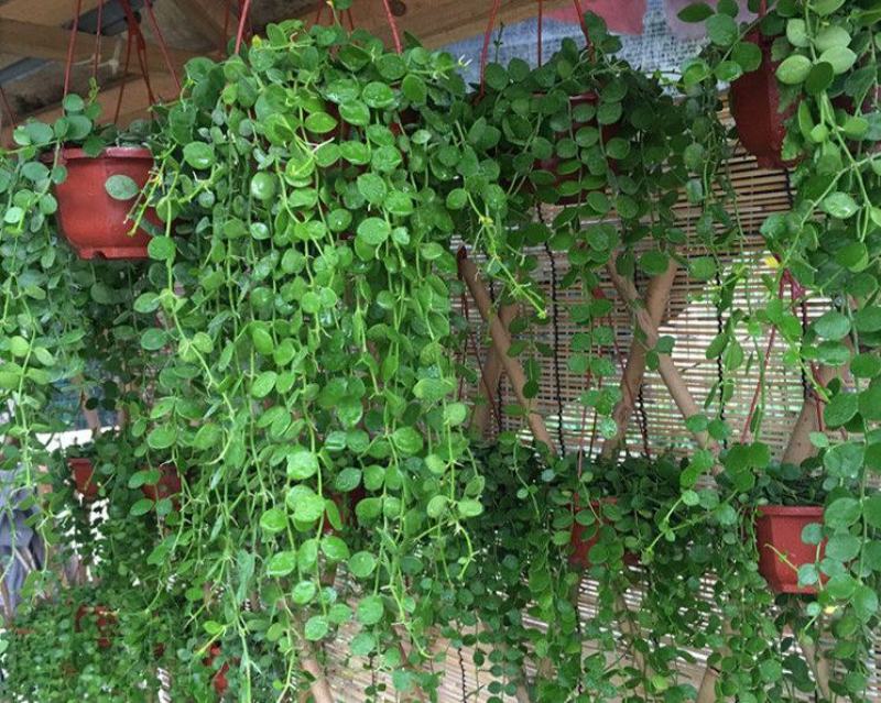 百万心吊兰植物常青盆栽室内阳台植物耐阴垂吊植物串钱藤
