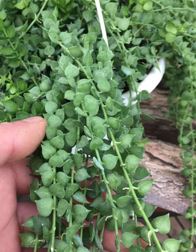 百万心吊兰植物常青盆栽室内阳台植物耐阴垂吊植物串钱藤