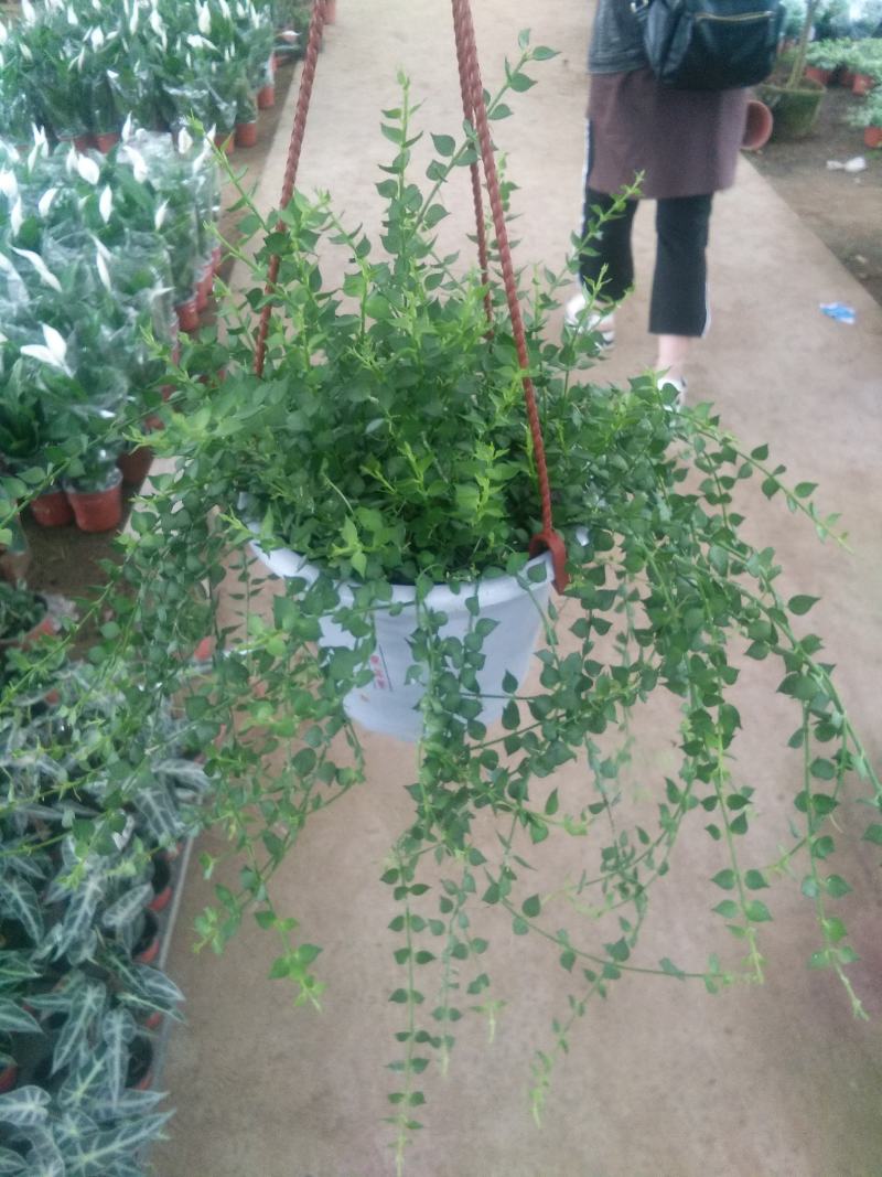 百万心吊兰植物常青盆栽室内阳台植物耐阴垂吊植物串钱藤