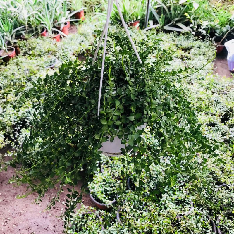 百万心吊兰植物常青盆栽室内阳台植物耐阴垂吊植物串钱藤