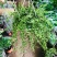 百万心吊兰植物常青盆栽室内阳台植物耐阴垂吊植物串钱藤