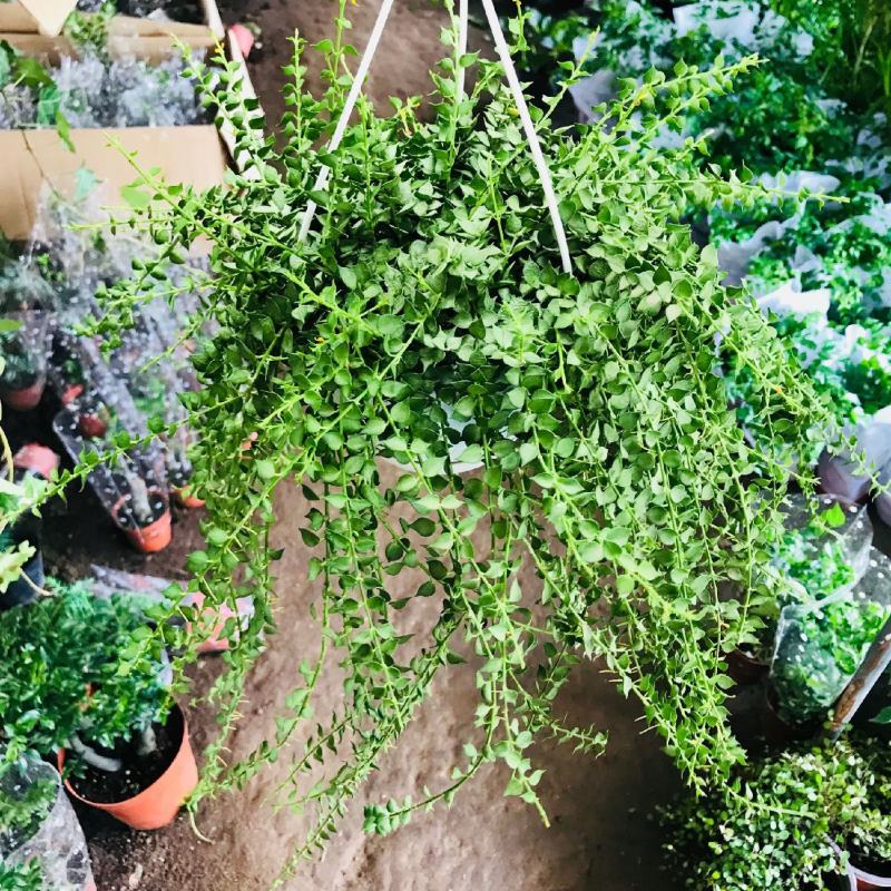百万心吊兰植物常青盆栽室内阳台植物耐阴垂吊植物串钱藤