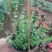 百万心吊兰植物常青盆栽室内阳台植物耐阴垂吊植物串钱藤