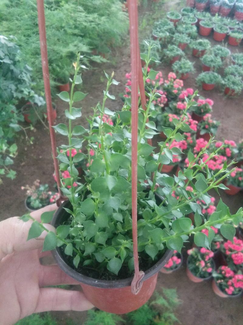 百万心吊兰植物常青盆栽室内阳台植物耐阴垂吊植物串钱藤