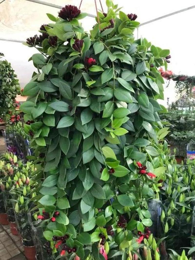 口红吊兰室内绿植盆栽净化空气除甲醛金边吊兰百万心蕨类植物