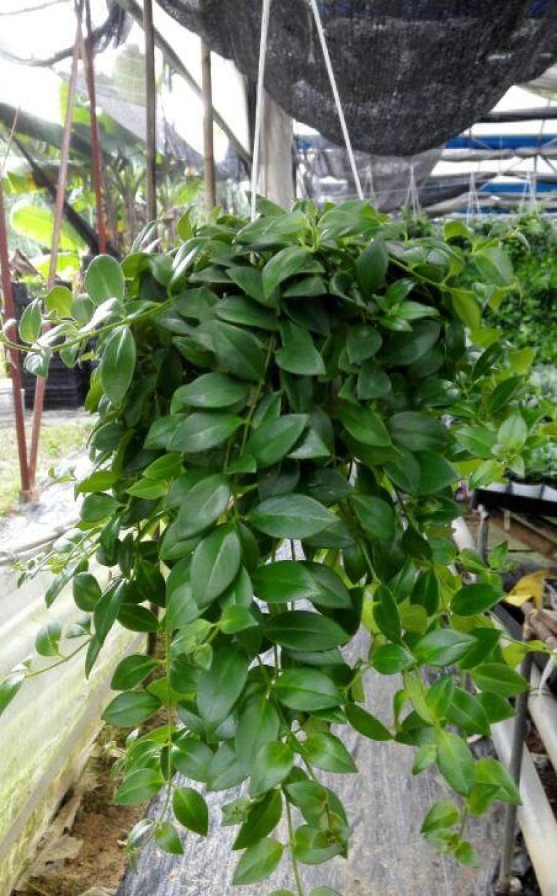 口红吊兰室内绿植盆栽净化空气除甲醛金边吊兰百万心蕨类植物