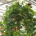 口红吊兰室内绿植盆栽净化空气除甲醛金边吊兰百万心蕨类植物