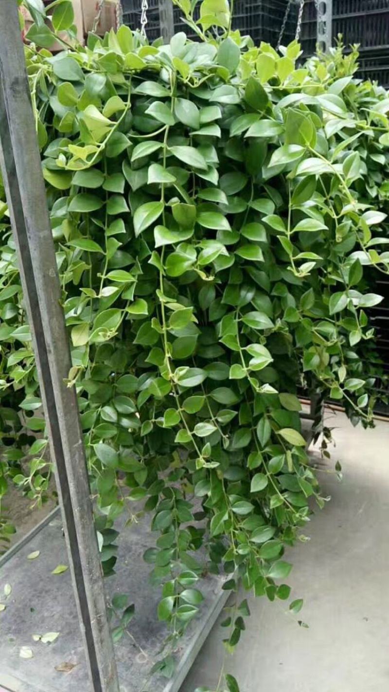 口红吊兰室内绿植盆栽净化空气除甲醛金边吊兰百万心蕨类植物