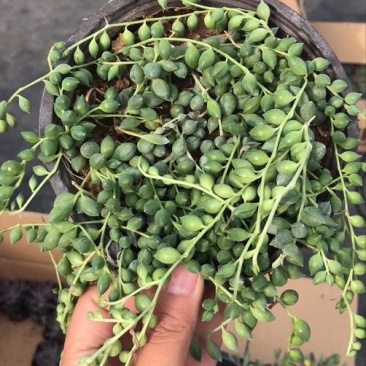 多肉植物佛珠吊兰盆栽室内阳台盆栽绿化