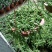 多肉植物佛珠吊兰盆栽室内阳台盆栽绿化