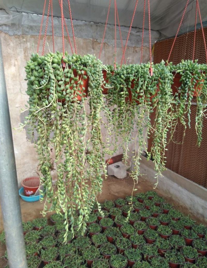 多肉植物佛珠吊兰盆栽室内阳台盆栽绿化