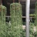 多肉植物佛珠吊兰盆栽室内阳台盆栽绿化