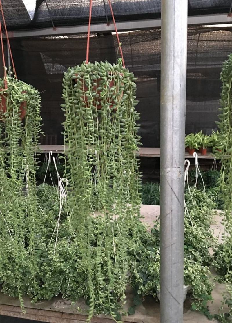 多肉植物佛珠吊兰盆栽室内阳台盆栽绿化