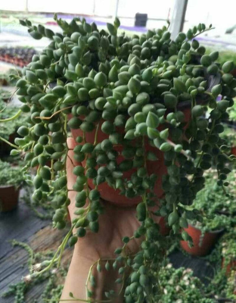 多肉植物佛珠吊兰盆栽室内阳台盆栽绿化