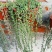 多肉植物佛珠吊兰盆栽室内阳台盆栽绿化