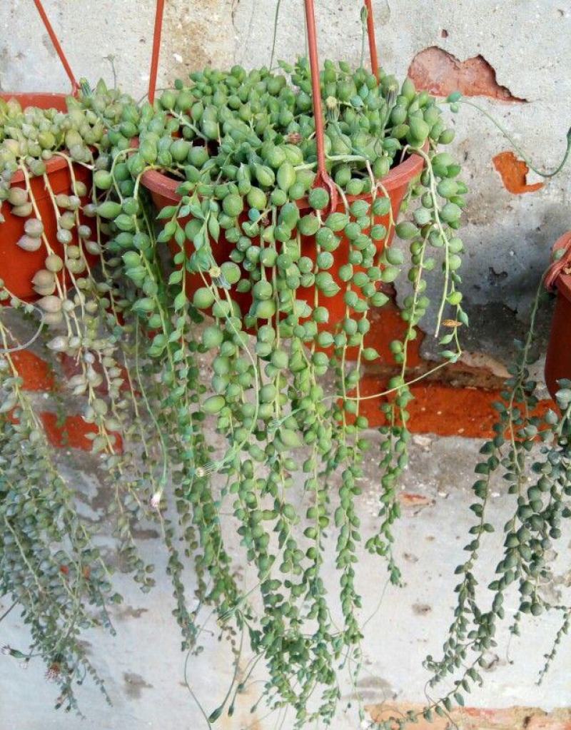 多肉植物佛珠吊兰盆栽室内阳台盆栽绿化