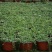 多肉植物佛珠吊兰盆栽室内阳台盆栽绿化