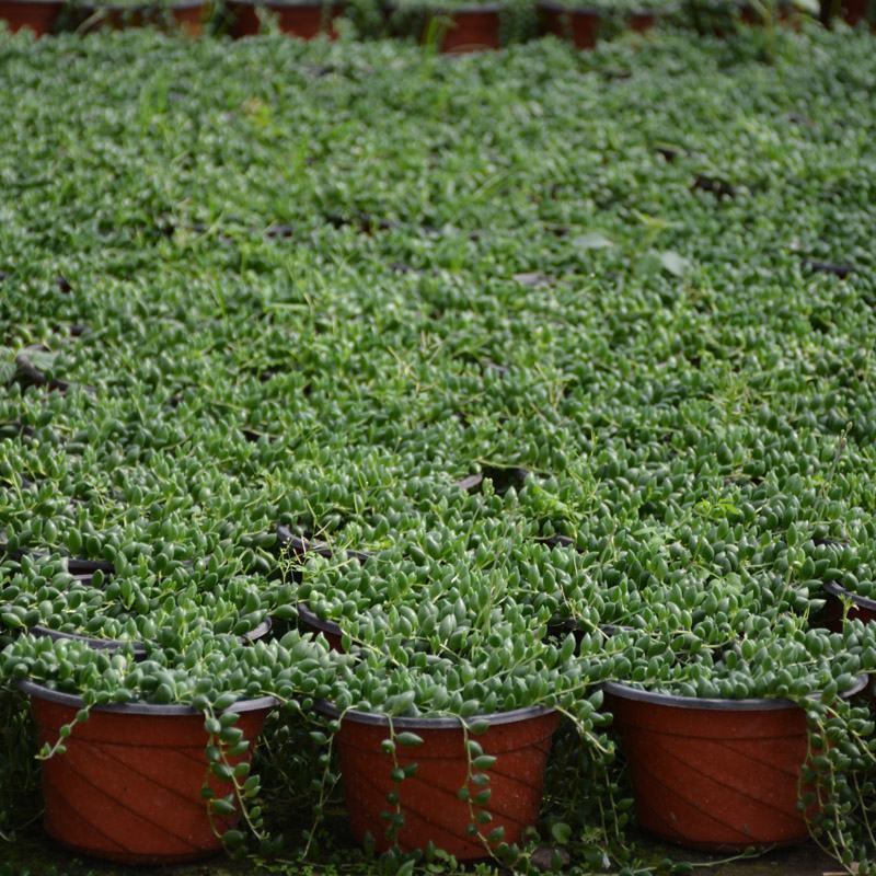 多肉植物佛珠吊兰盆栽室内阳台盆栽绿化