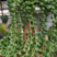 多肉植物佛珠吊兰盆栽紫玄月情人泪室内阳台盆栽绿化