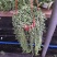 多肉植物佛珠吊兰盆栽室内阳台盆栽绿化