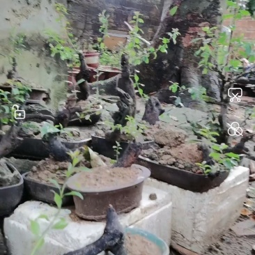 金弹子比较适合做盆景，它的枝干遒劲古雅，具有金属质感，叶