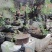 金弹子比较适合做盆景，它的枝干遒劲古雅，具有金属质感，叶