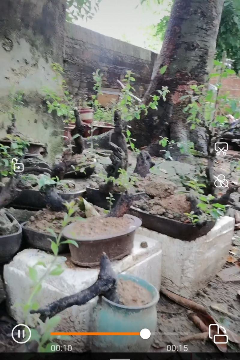 金弹子比较适合做盆景，它的枝干遒劲古雅，具有金属质感，叶
