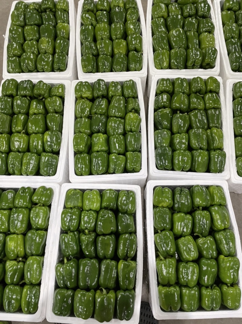 山西应县精品圆椒、亮度好，个头均匀、产地代办！