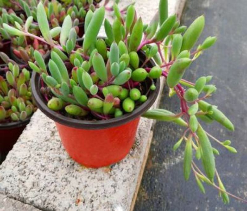 紫弦月多肉植物紫玄月多肉吊兰佛珠花卉盆栽办公室