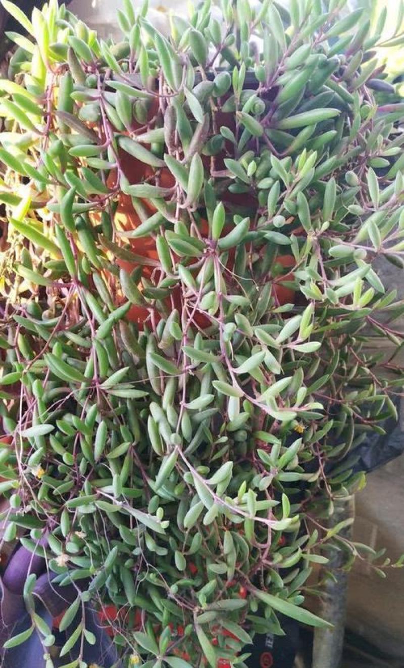 紫弦月多肉植物紫玄月多肉吊兰佛珠花卉盆栽办公室