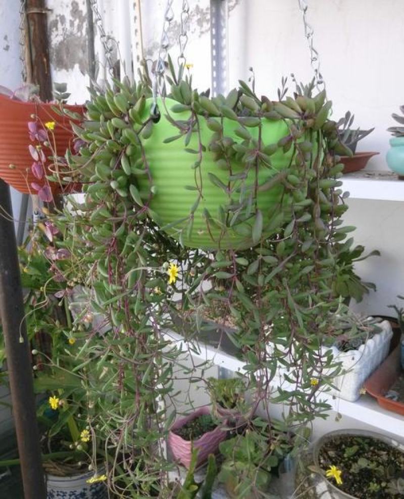 紫弦月多肉植物紫玄月多肉吊兰佛珠花卉盆栽办公室