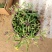紫弦月多肉植物紫玄月多肉吊兰佛珠花卉盆栽办公室