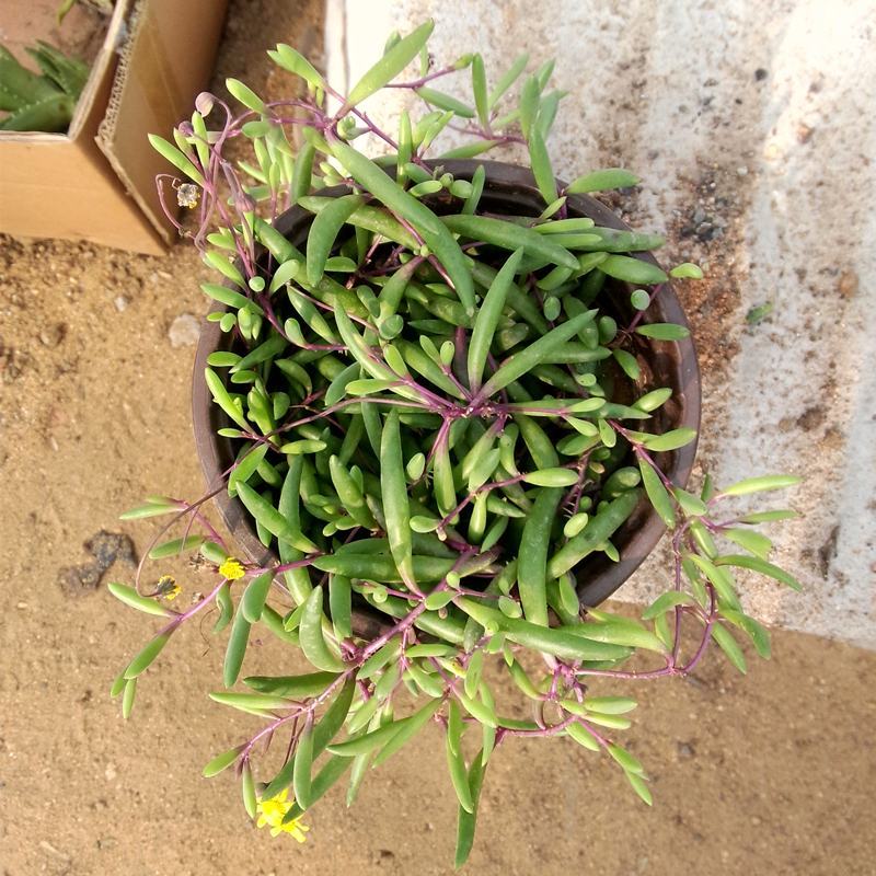 紫弦月多肉植物紫玄月多肉吊兰佛珠花卉盆栽办公室